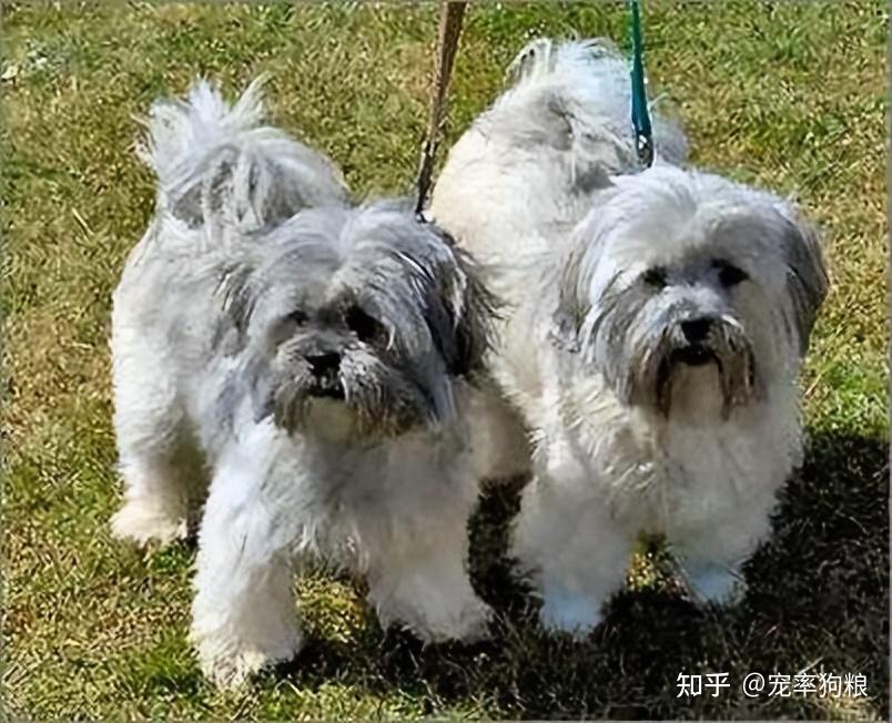 拉薩獅子犬是什麼狗?