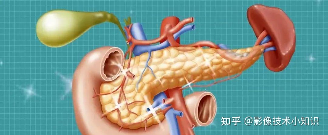 胰腺影像解剖 - 知乎