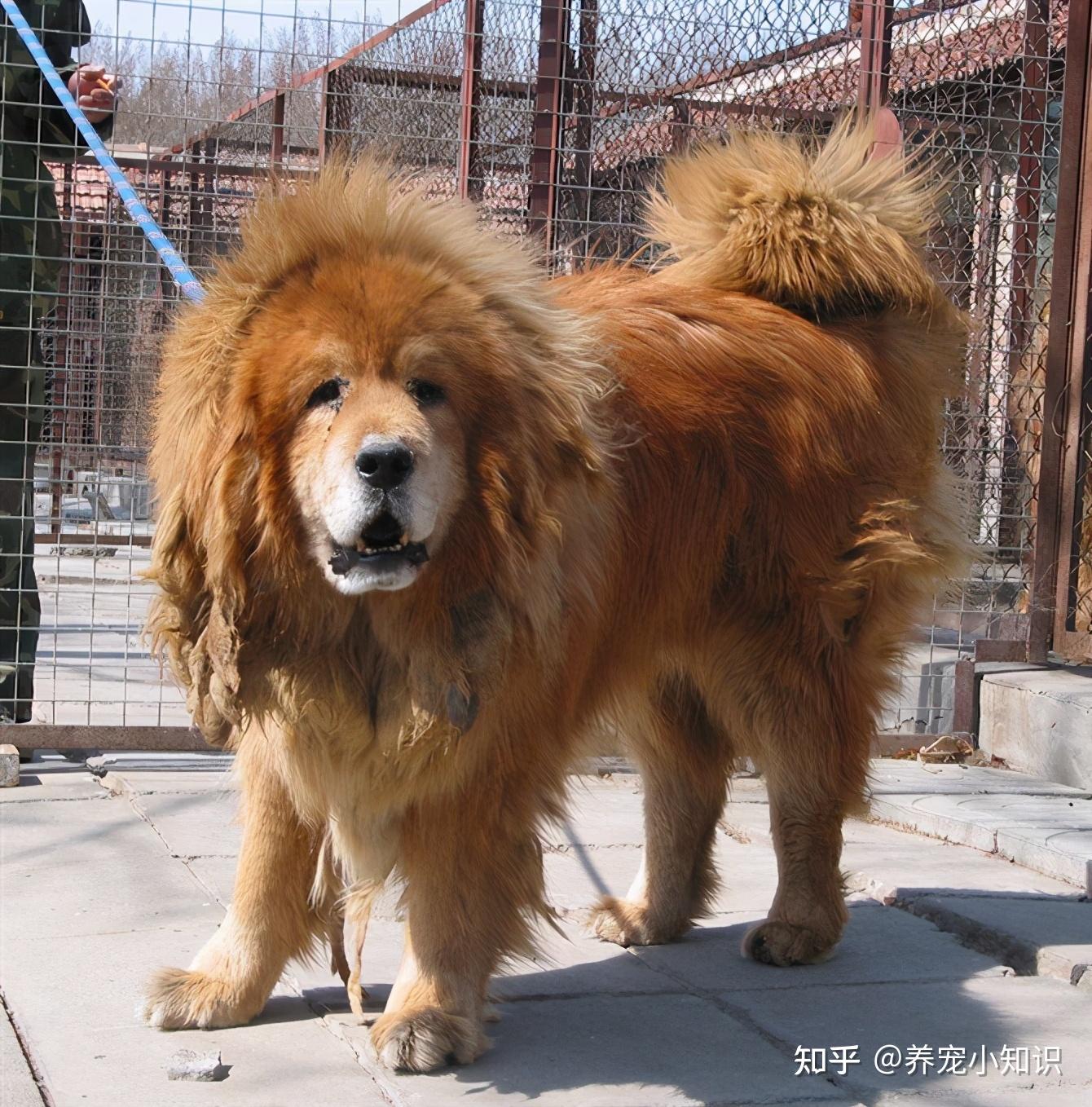 最护主的几种狗个个都愿意用生命保护主人