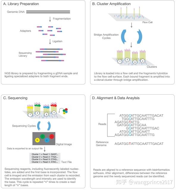 二代测序 Next Generation Sequencing 介绍 知乎