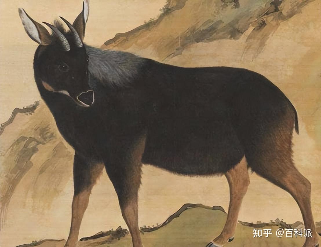 发现“天马”!湖北拍到多只“麒麟兽”中华鬣羚,体高腿长有兽角 - 知乎