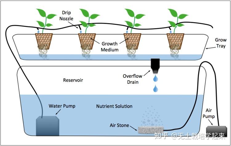 无土栽培之水培蔬菜的方法及优势是怎样的