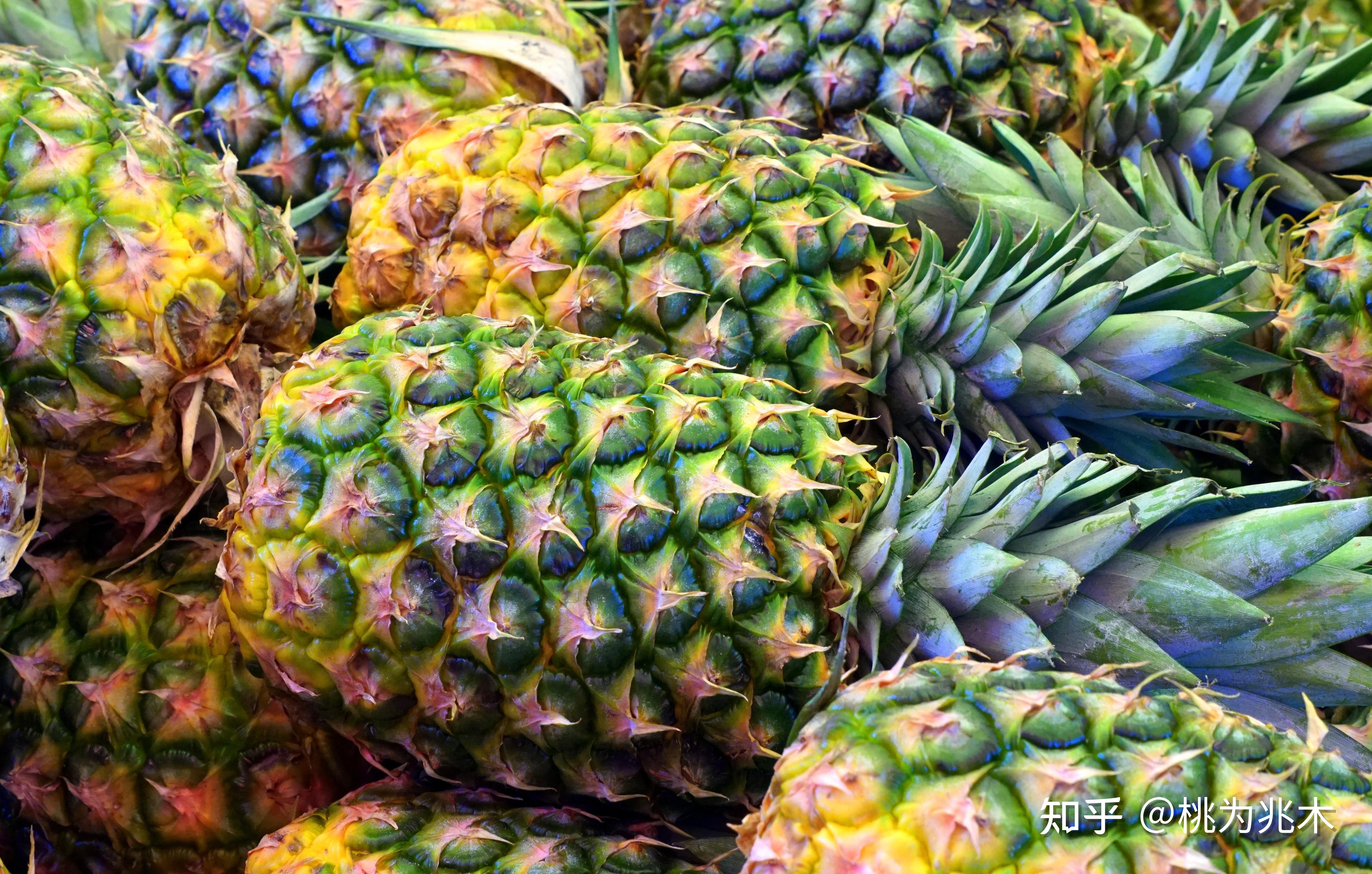 菠萝禁令台湾地区除了出口还曾进口菠萝123万吨
