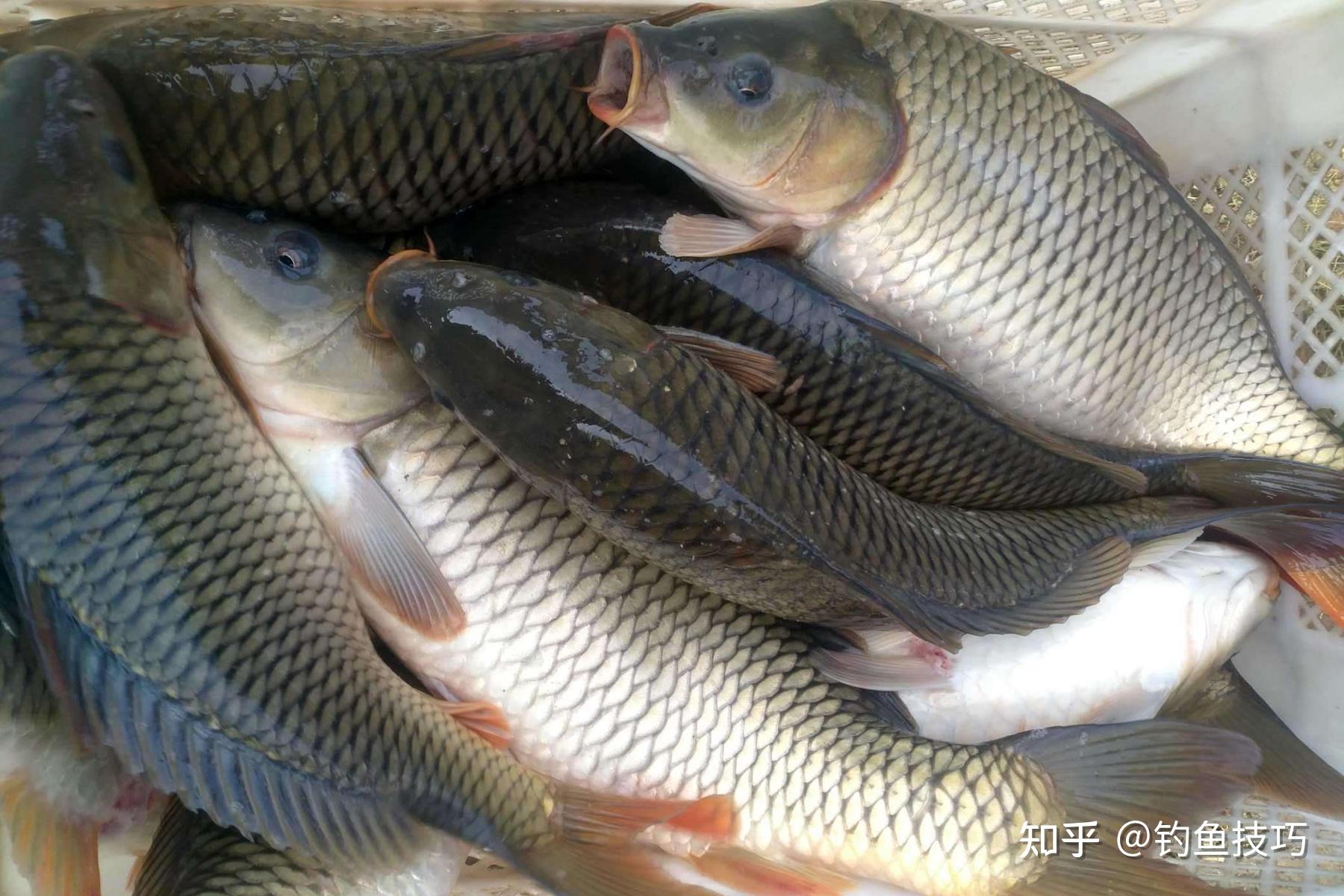全国“放鱼日”，20万尾鱼苗从古林游向江河大海