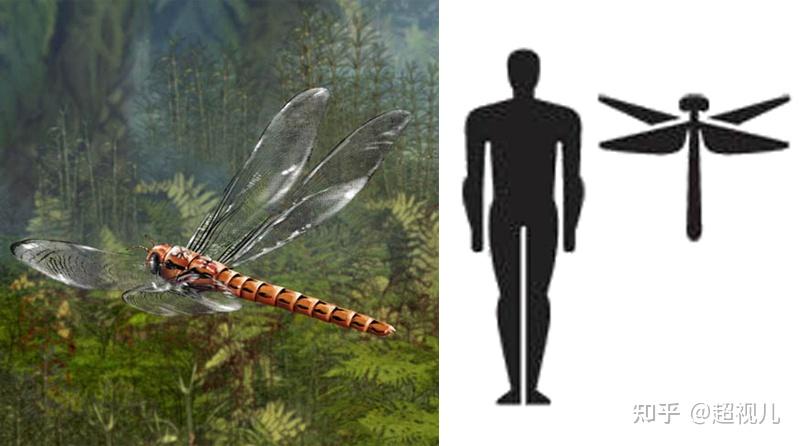 在鸟类还没出现的二叠纪,巨型蜻蜓依然是空中的顶级猎食者,当时最大的