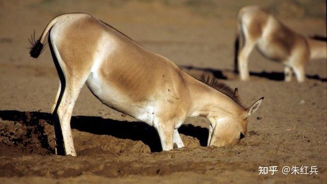 井的起源驴打井人类最早的伴生动物之一