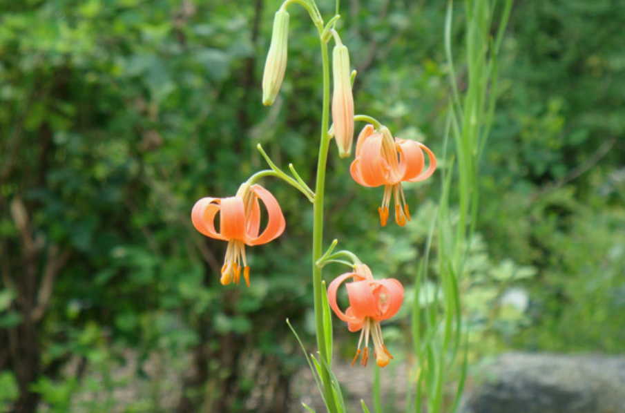 国家Ⅱ级濒危物种乳头百合和山丹渥丹条叶百合的区别与鉴赏