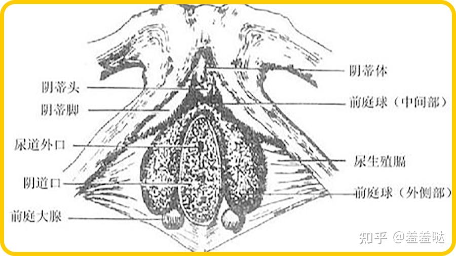这种腺体就叫前庭大腺,它的腺管便叫前庭大腺管