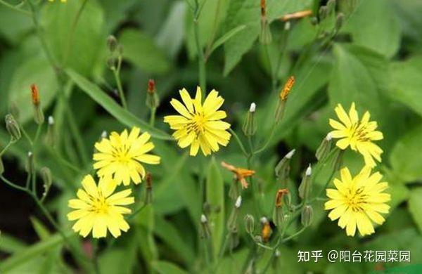 9种常见的野菜,比青菜还好吃,解腻又养人,看见别错过-几种常见野菜图片