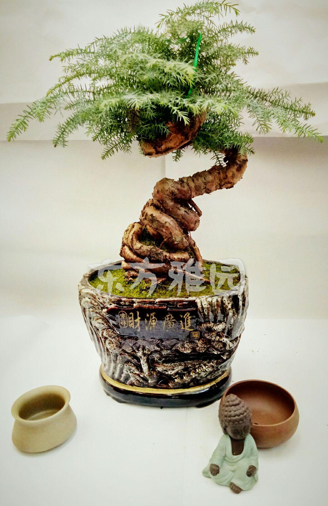 联系方式18322537735澳洲杉寓意:象征生意像树一样基