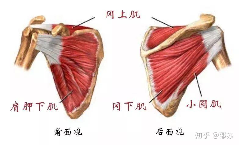 肱骨前移综合征:我的肩痛可能与它有关