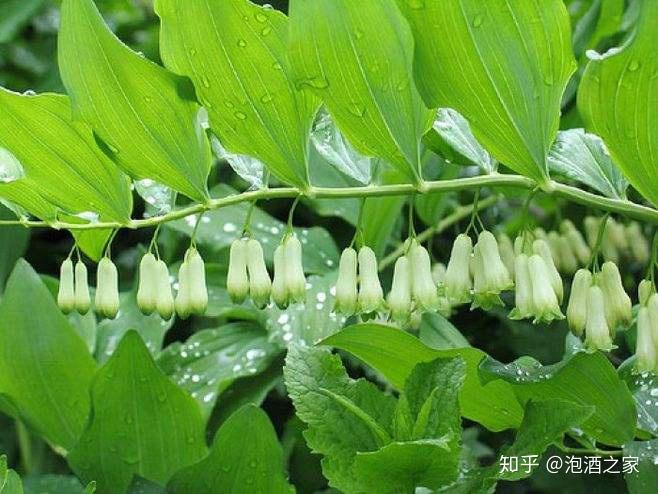 酒白芍功效与作用