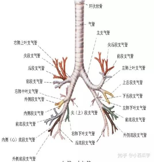 支气管树结构图片