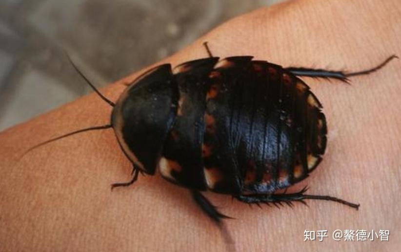 这种虫子农村到处是,有的人把它当作害虫,但其实它是一味中药