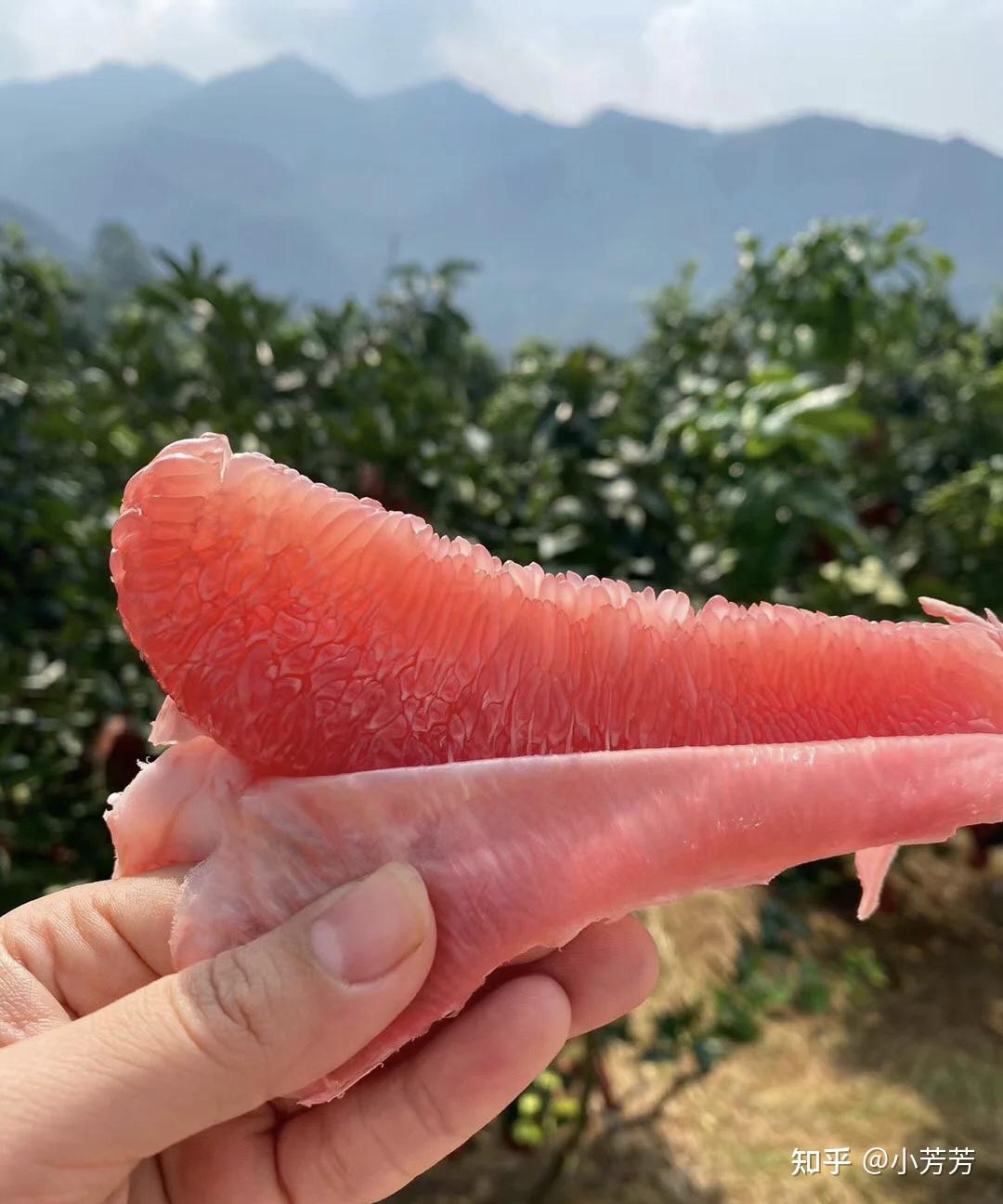 红肉蜜柚--纯天然的"柚"惑