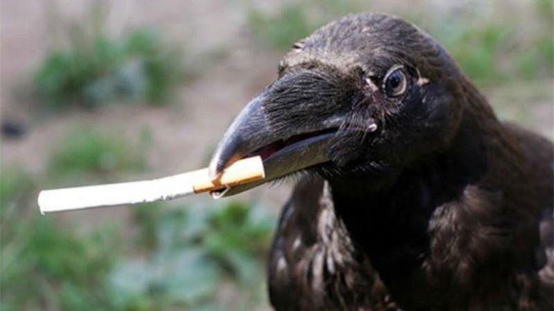 乌鸦这么聪明对不起我以前都错看你了