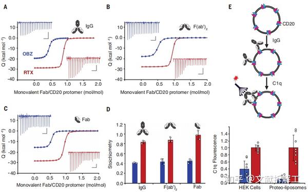 【Science论文拆解】治疗性抗体与人CD20的结合机制 - 知乎