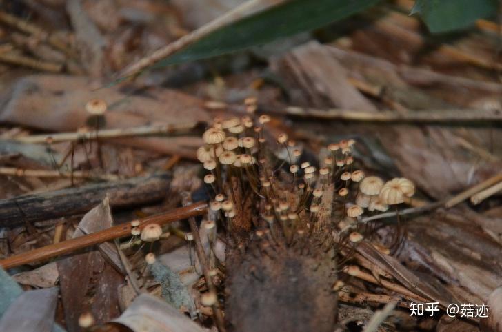 菇迹——安络小皮伞