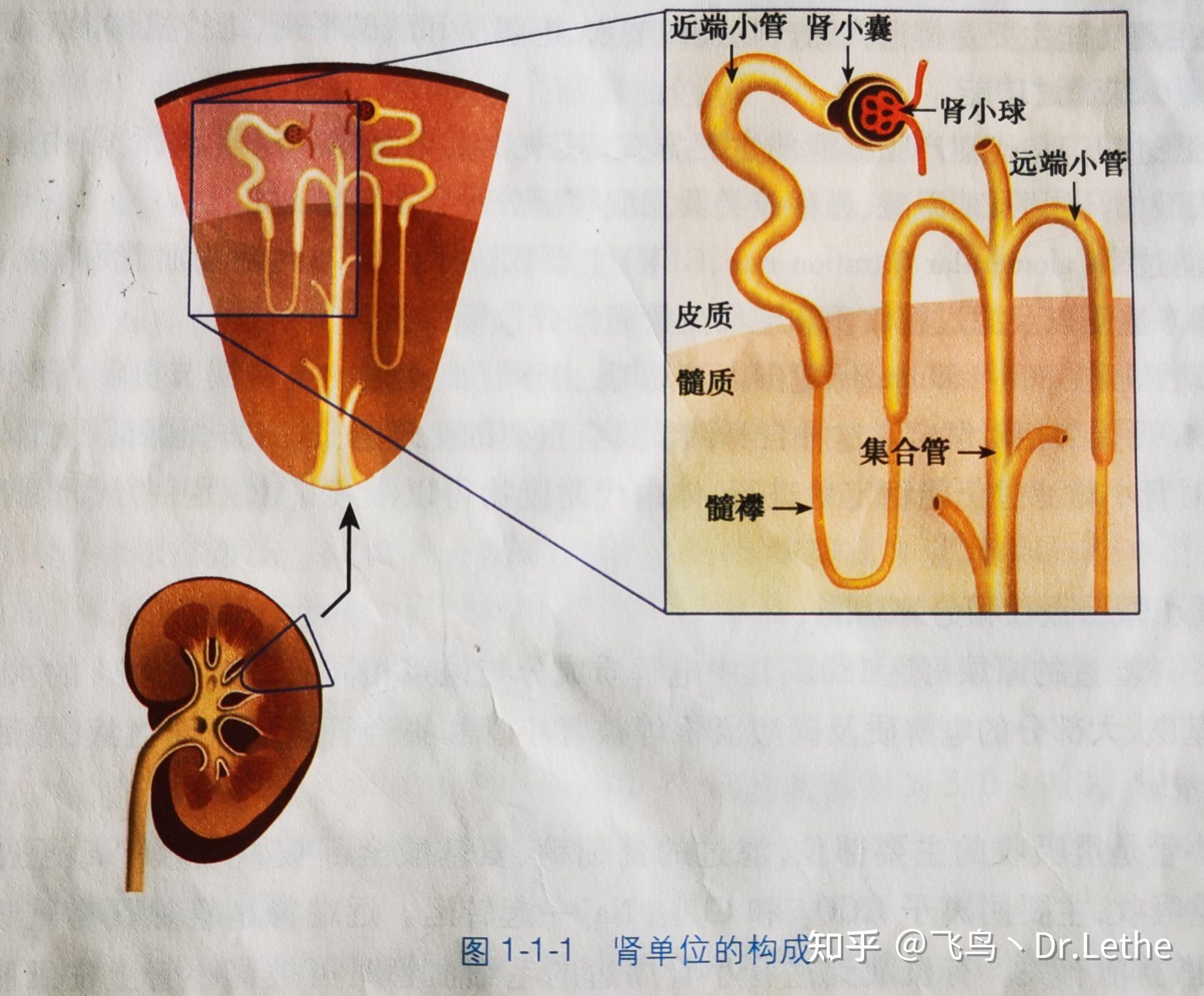 肾小管 zhuanlan.zhihu.com