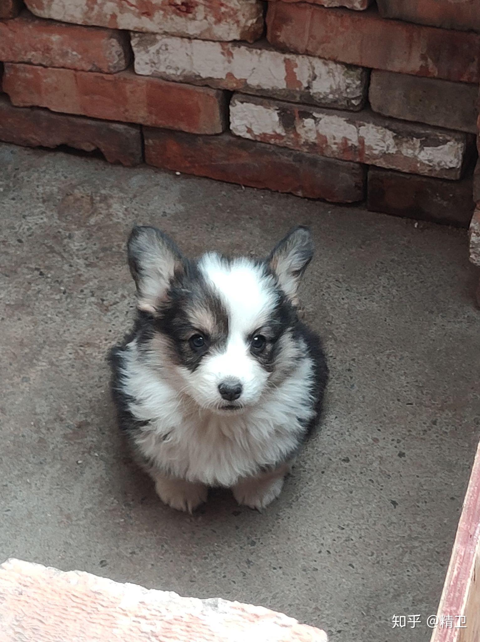 柯基找主人 - 知乎