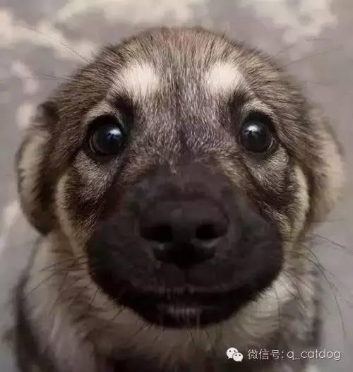 这样含情脉脉的眼神谁能拒绝
