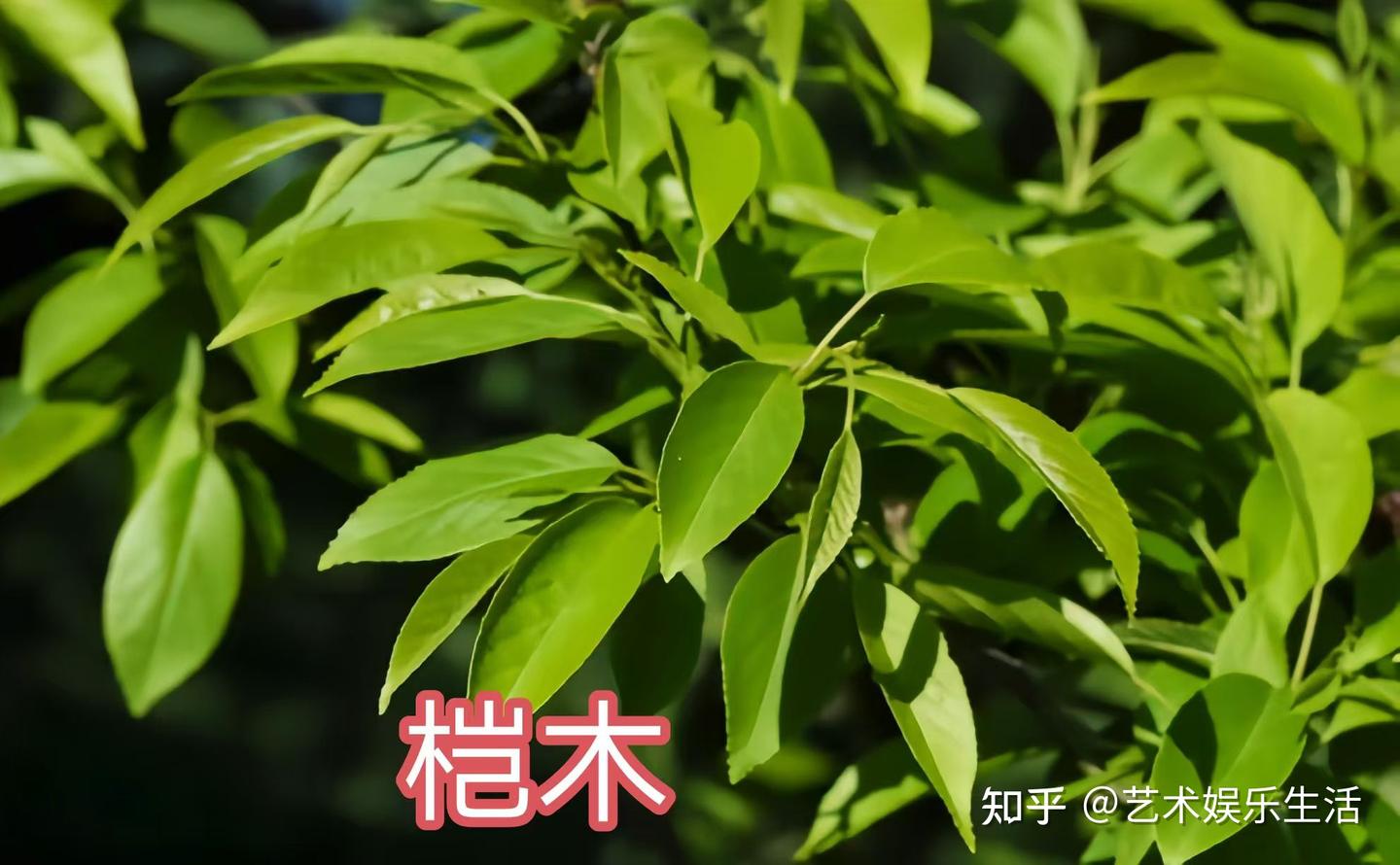 桦木科植物有哪些 - 知乎
