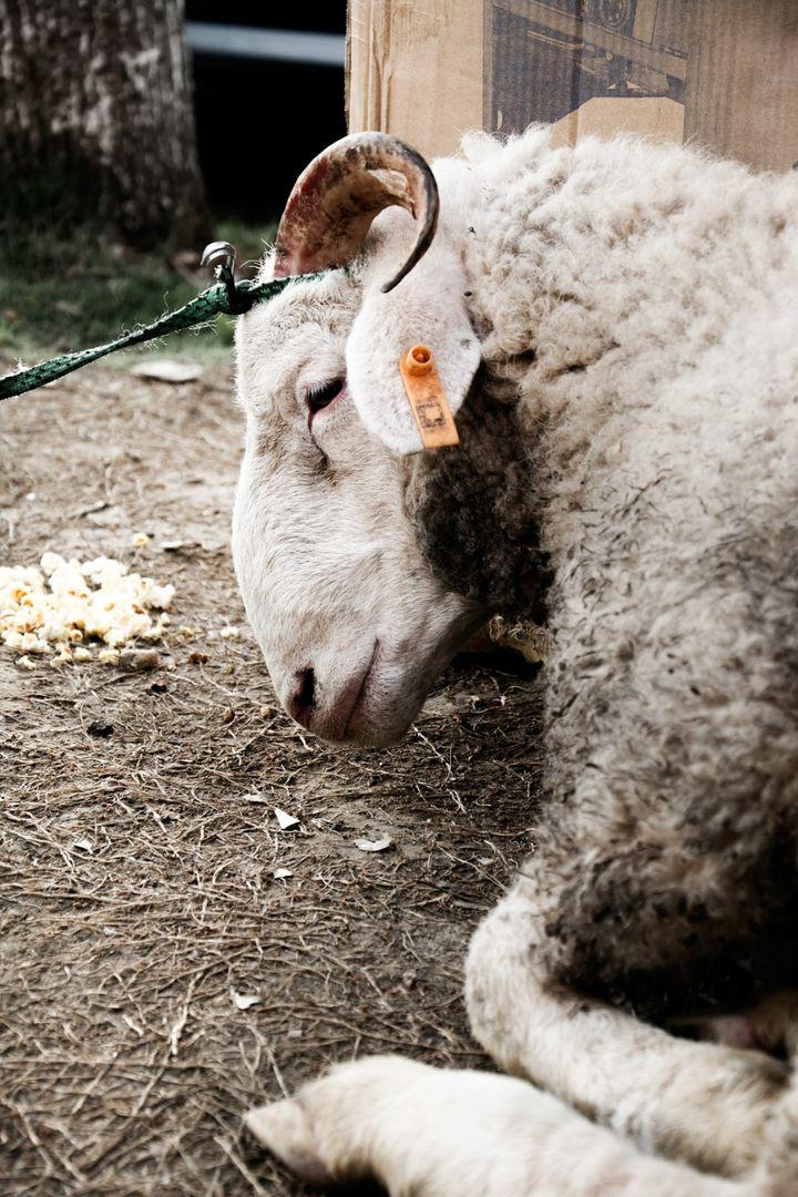 其中羊的表现跟硬汉一样,至死都不会发出一点叫声,简直就是动物界的施