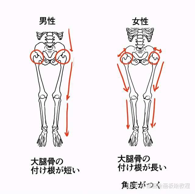 男女骨骼差异图 男生图片