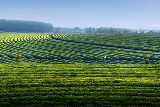 宜宾三海之天宫茶海生态蕨溪镇魅力天宫山
