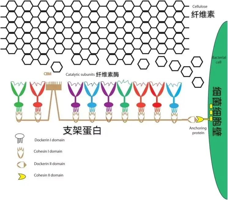 纤维小体降解纤维素模型(图片来源:hong et al.
