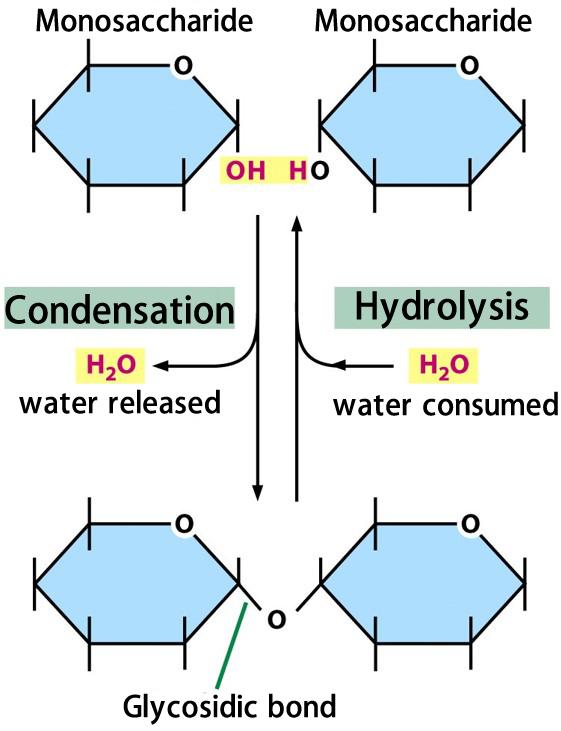 glycosidic图片