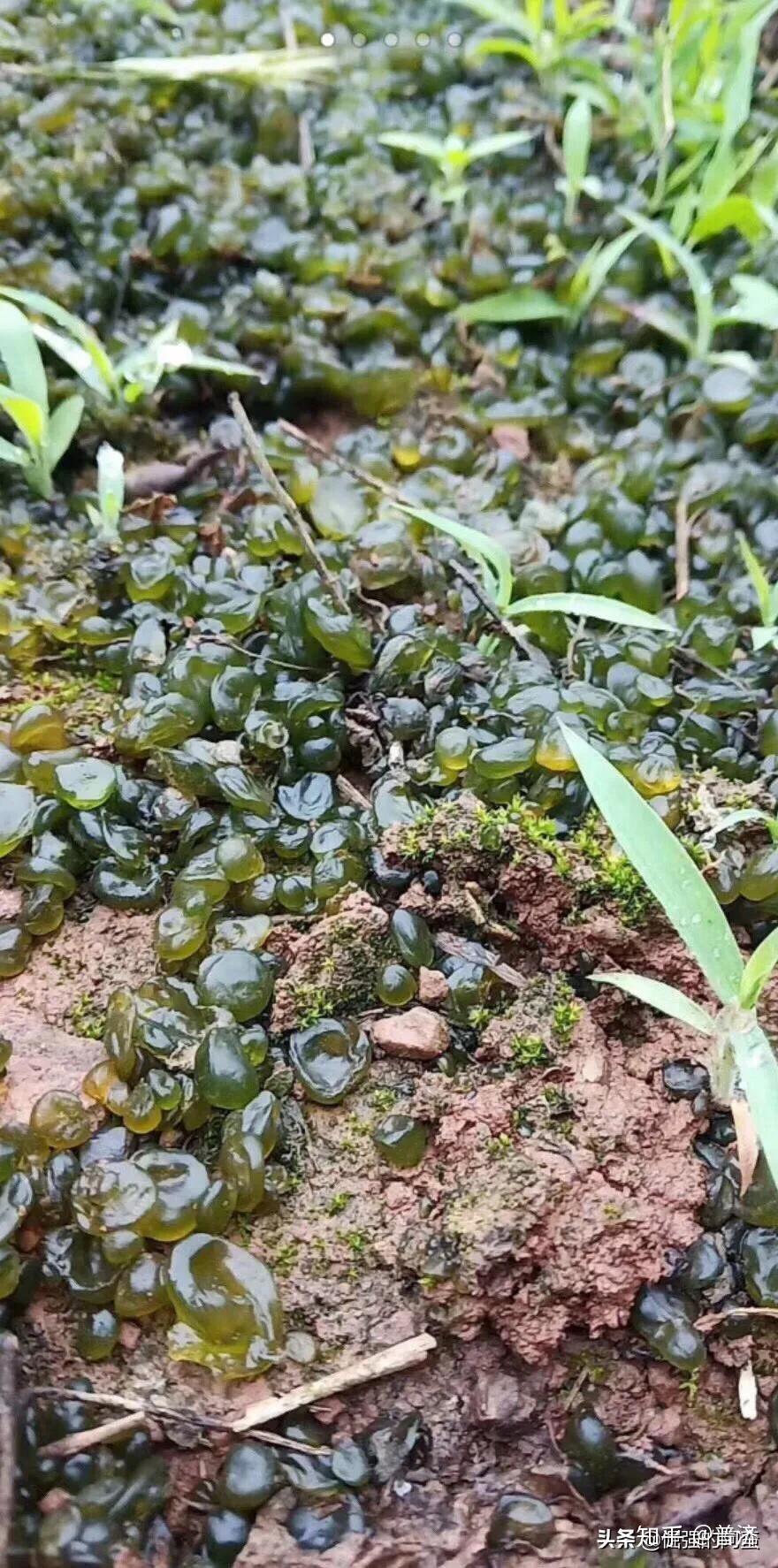 地皮菜的营养价值图片