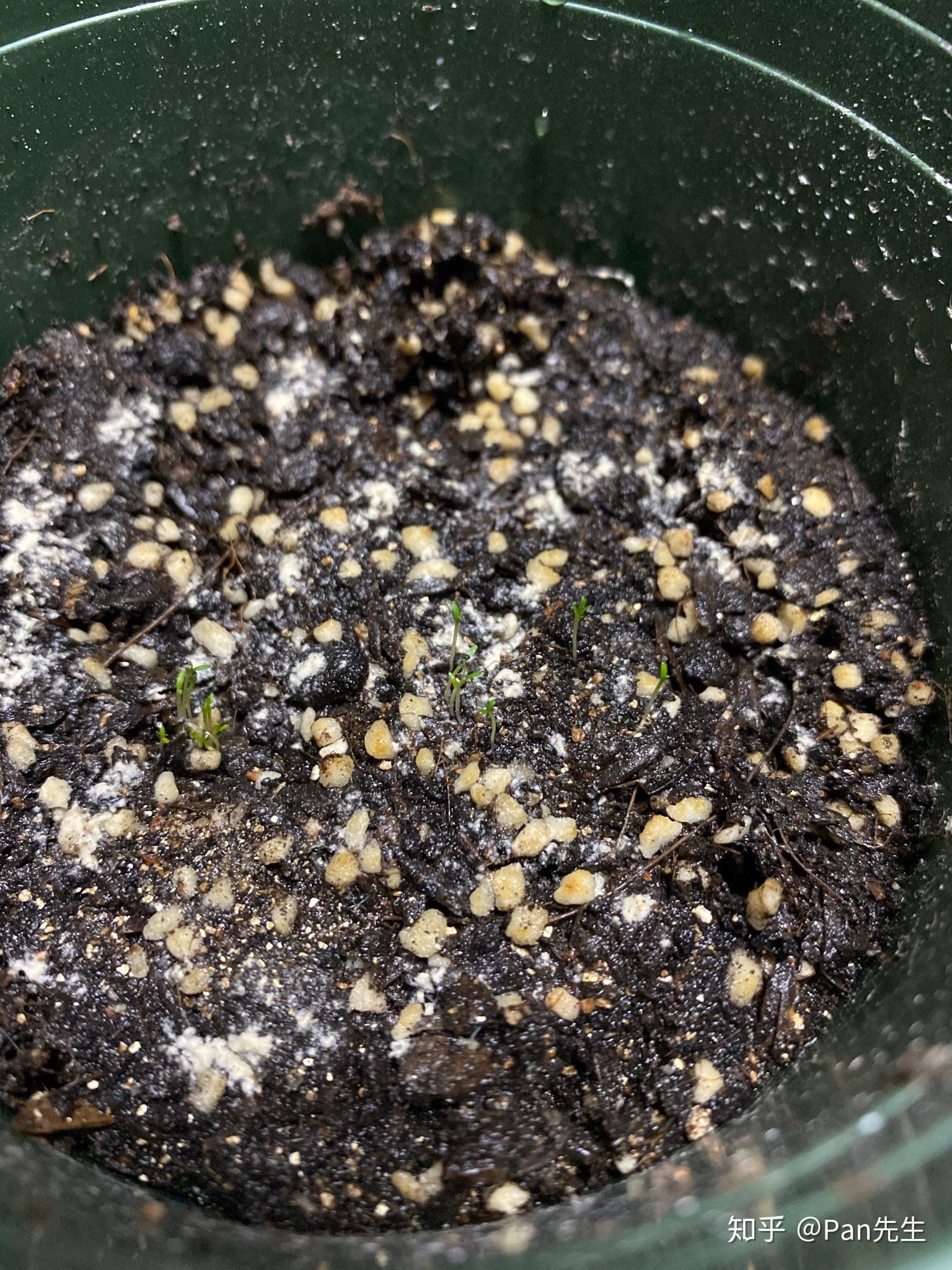 满天星成长长期更新