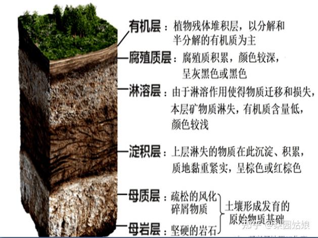 中国最好的梨产地在哪里？中国十大梨乡排行榜 - 知乎