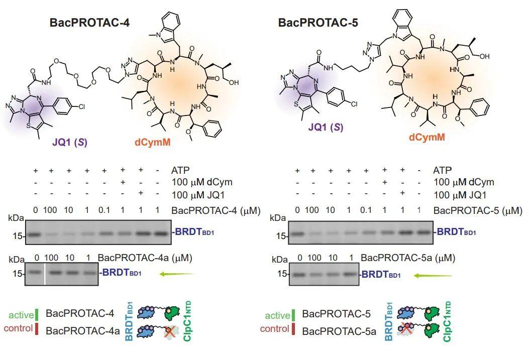 Cell 重磅丨不依赖泛素蛋白酶降解途径的新型 PROTAC - MCE - 知乎