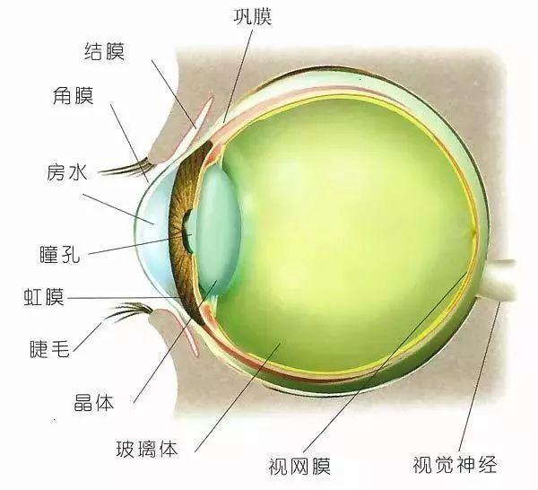 内眼角结构图图片