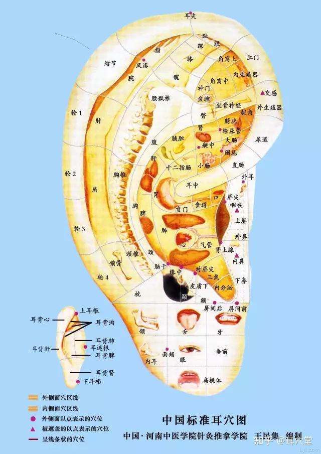 分享国标耳穴相关的耳穴图 - 知乎