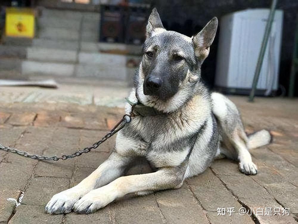 不怕告诉你,养狗,就要养狼青犬! - 知乎