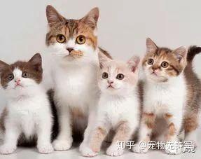 科普 | 母猫为什么会吃掉小猫仔? - 知乎