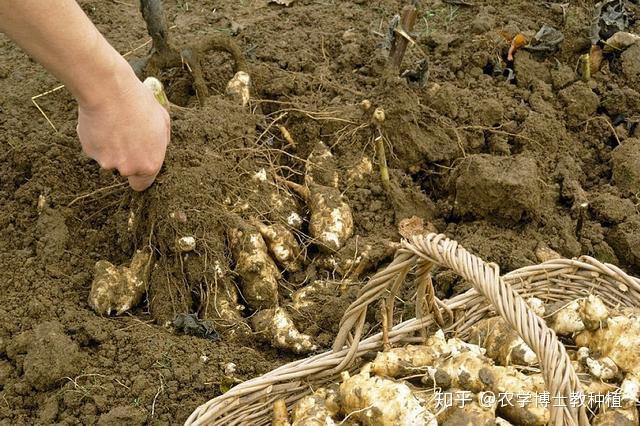 三,洋姜的高产种植技术