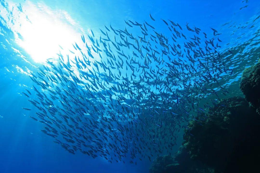 置身金枪鱼鱼群