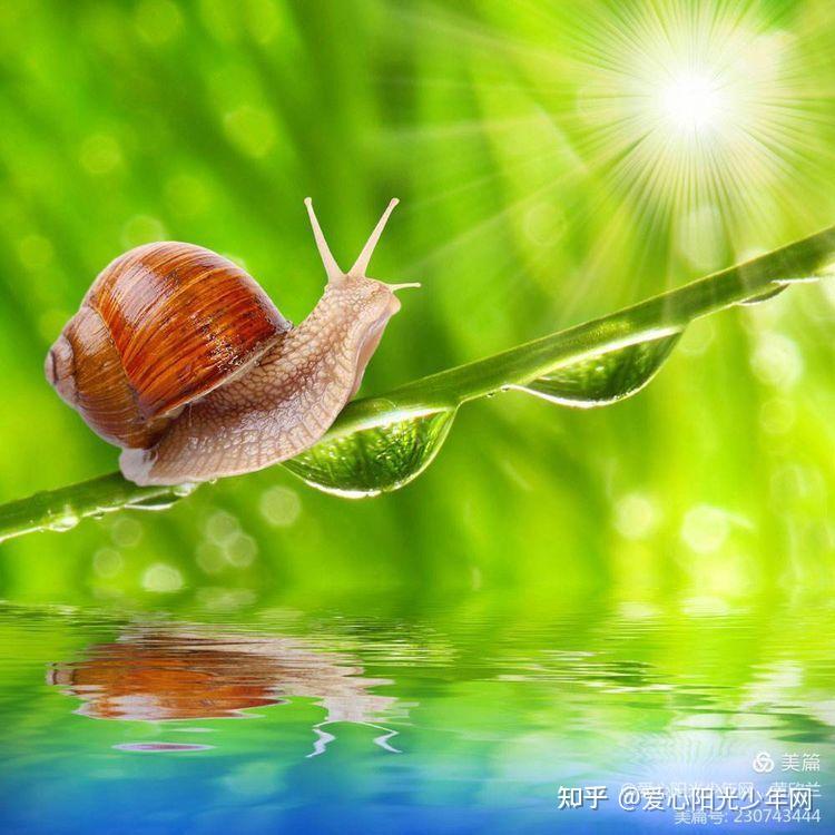 少儿读物-小蜗牛在植物园里成长,爱心阳光少年网