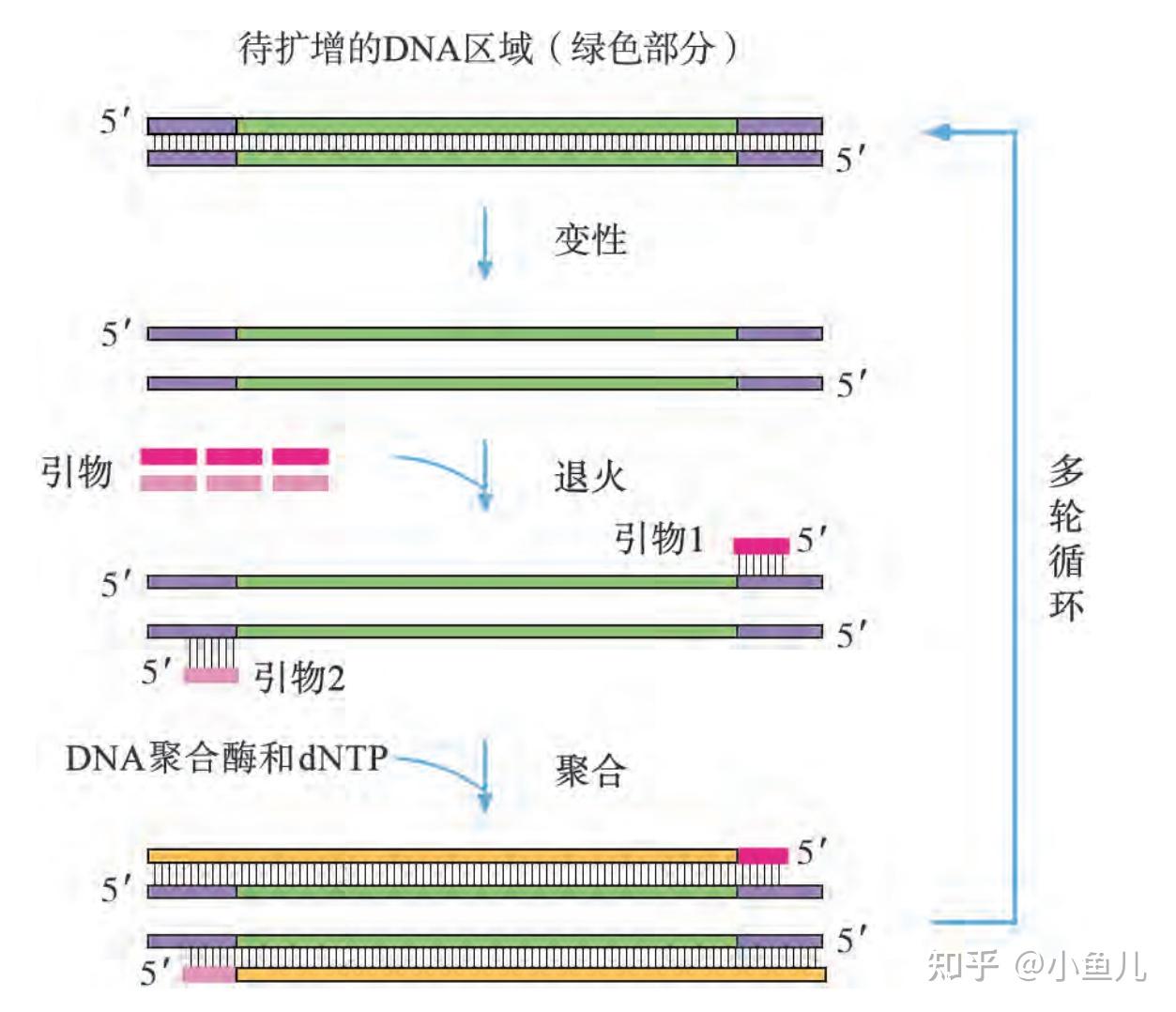 高中生物科普之聚合酶链反应（PCR） 知乎