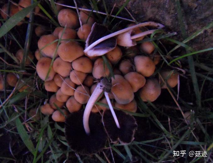 菇迹——晶粒鬼伞 - 知乎
