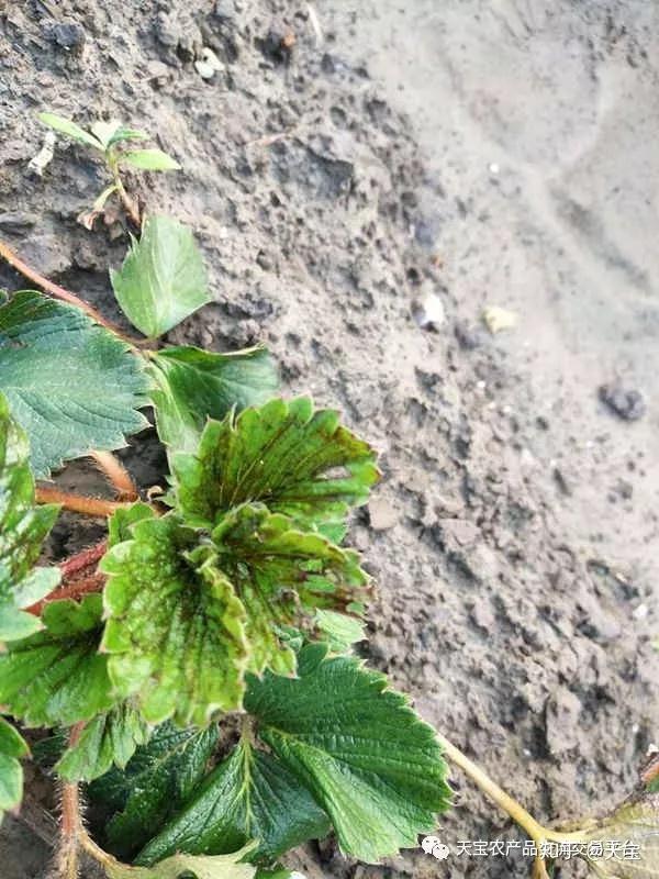 草莓蓟马怎么防治你想知道的都在这儿