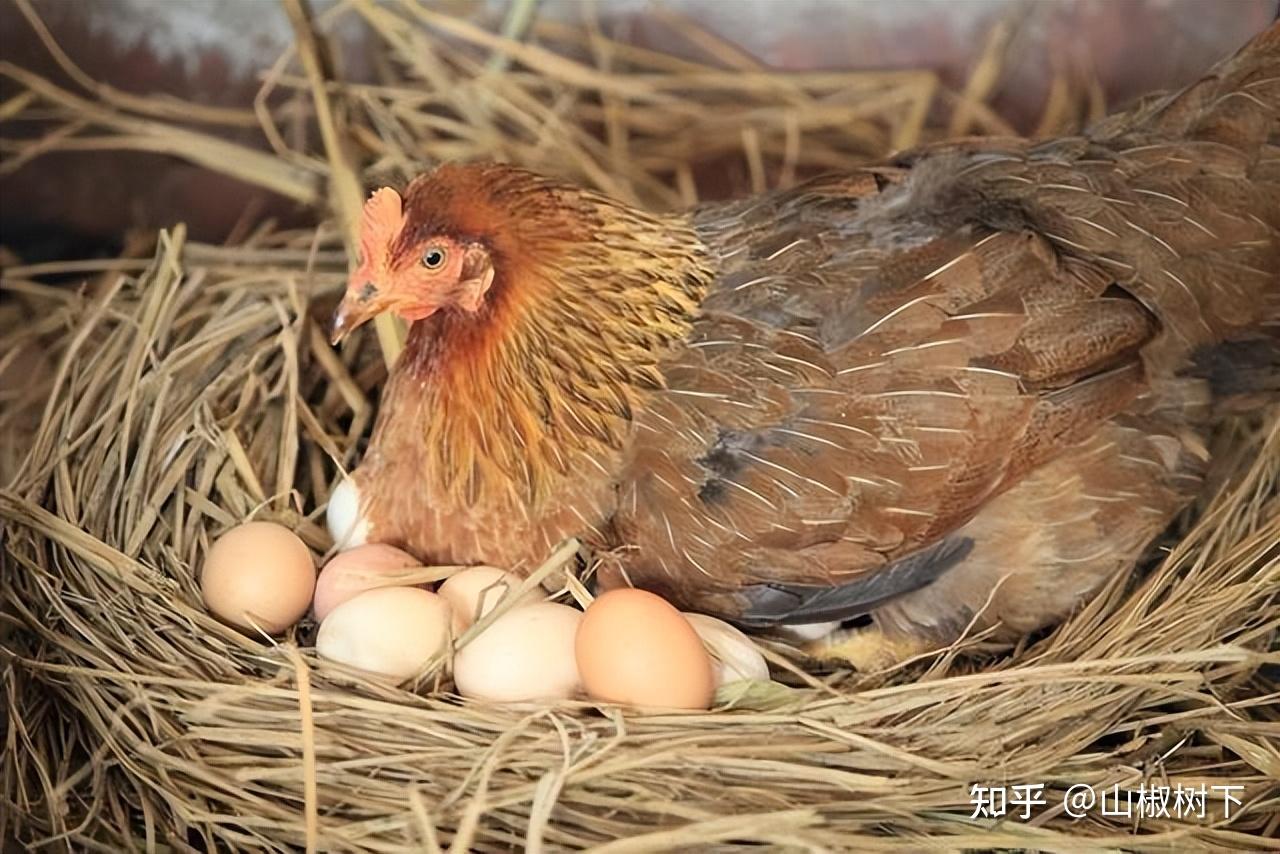 母鸡孵化小鸡的过程设计图__其他_动漫动画_设计图库_昵图网nipic.com