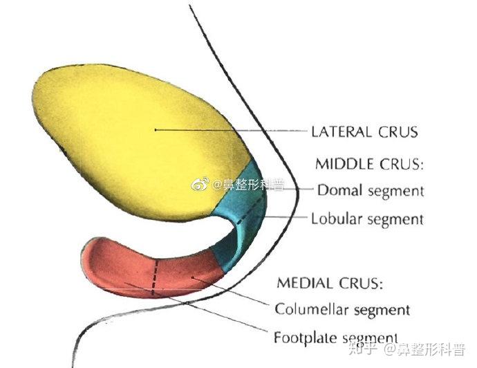 什么是鼻尖小叶