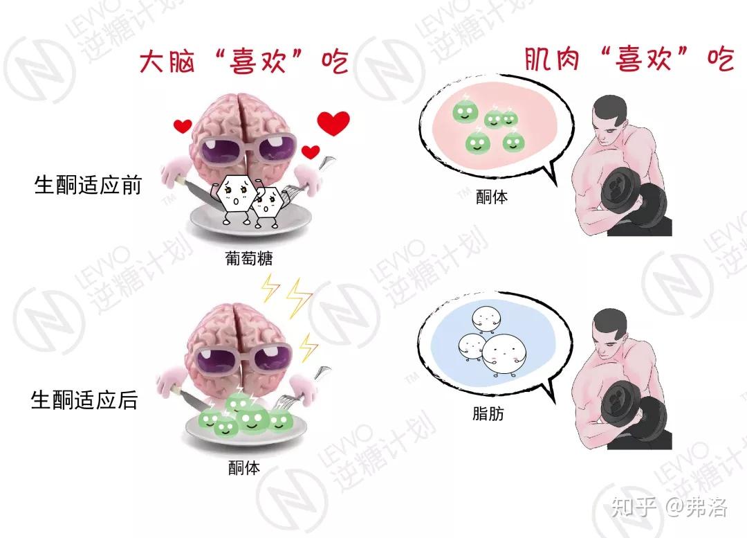 别再分不清营养性生酮和酮症酸中毒了! - 知乎