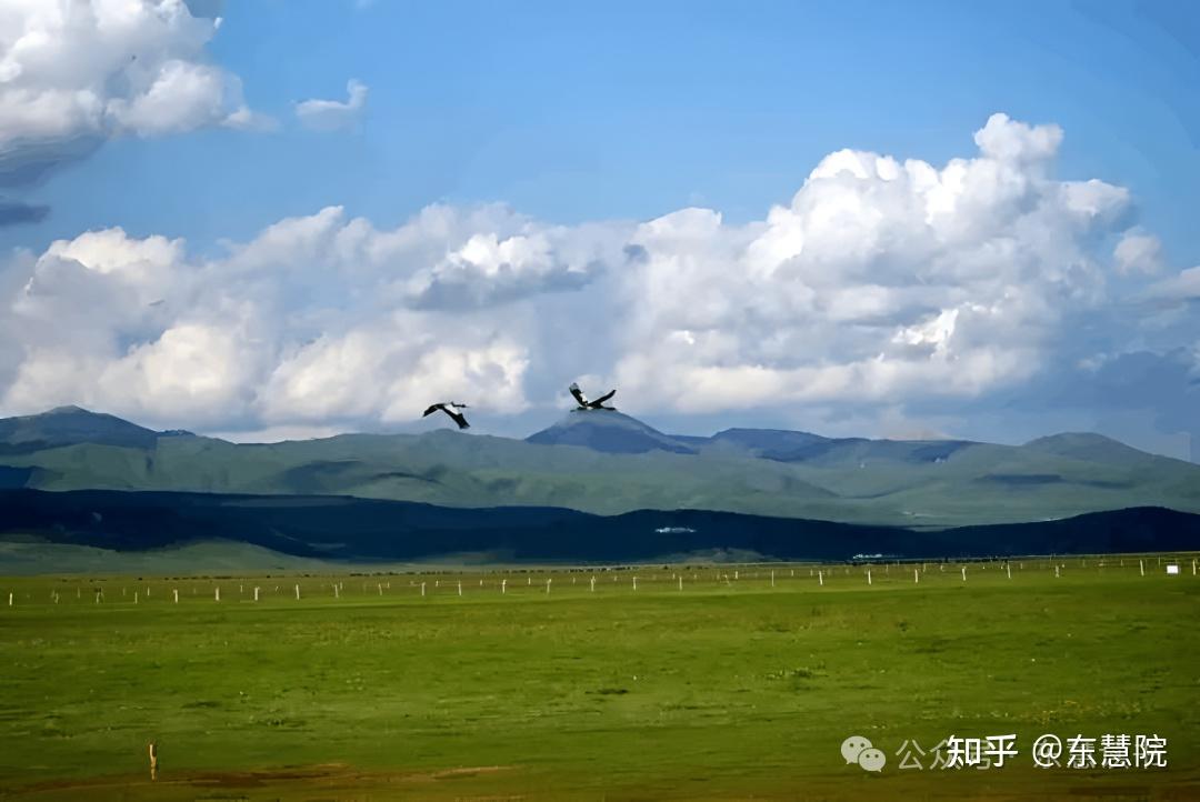 从格林的狼王之路，照见我们的育儿初心 - 知乎