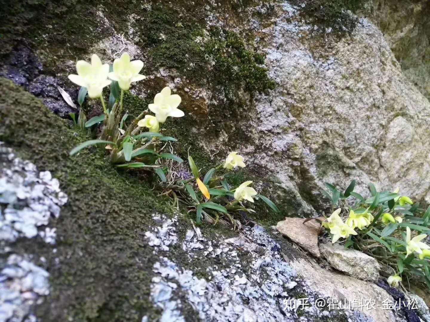 霍山石斛花的功效与用法怎么泡水喝